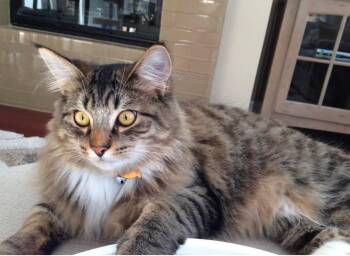 Jack -  Domestic Medium Hair and Tabby Cat for Adoption in Ann Arbor, Michigan - Jack | PetCurious