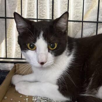 Subie -  Domestic Short Hair Cat for Adoption in New York, New York - Subie | PetCurious