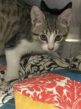 Vicki -  Domestic Short Hair Cat for Adoption in Largo, Florida - Vicki | PetCurious