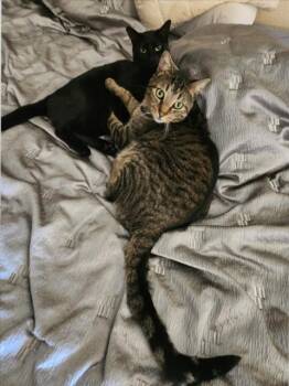 JACKSON -  Domestic Short Hair Cat for Adoption in Woodland, California - JACKSON | PetCurious
