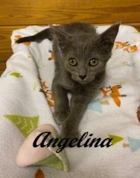 Angelina Ballerina -  Domestic Short Hair Cat for Adoption in Southern Pines, North Carolina - Angelina Ballerina | PetCurious