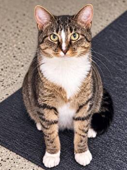 Haven -  Domestic Short Hair Cat for Adoption in Sioux Falls, South Dakota - Haven | PetCurious