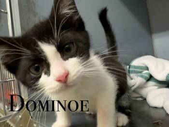 Rescue Domestic Short Hair Cats for Adoption in Craig, Colorado - Domino | PetCurious