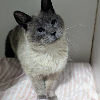 Siamese and Domestic Short Hair Cats Available for Adoption in Brighton, Missouri - Felicity | PetCurious