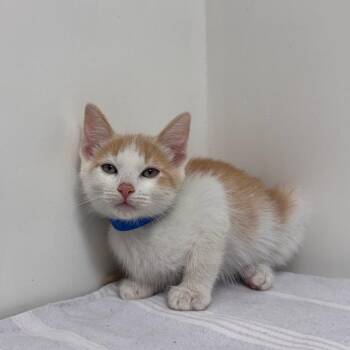 Cider -  Domestic Short Hair Cat for Adoption in Lakewood, California - Cider | PetCurious
