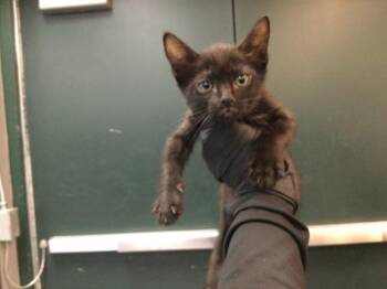 A1925660 -  Domestic Short Hair Cat for Adoption in Thousand Palms, California - A1925660 | PetCurious