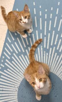 Lyric and Lilac -  Domestic Short Hair Cat for Adoption in Salem, New Hampshire - Lyric And Lilac | PetCurious