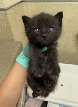 BEETLE -  Domestic Short Hair Cat for Adoption in Riverside, California - BEETLE | PetCurious