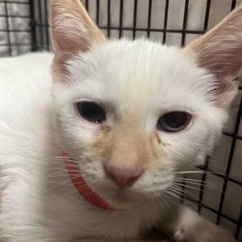 Blair -  Domestic Short Hair Cat for Adoption in Yuma, Arizona - Blair | PetCurious