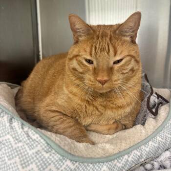 Cheeto -  Domestic Short Hair Cat for Adoption in Clavet, Saskatchewan - Cheeto | PetCurious