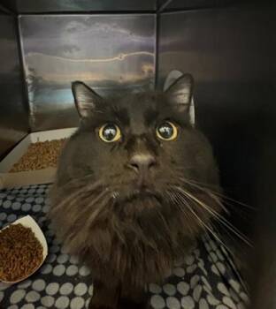 Domestic Long Hair Cats Available for Adoption - Poncho | PetCurious