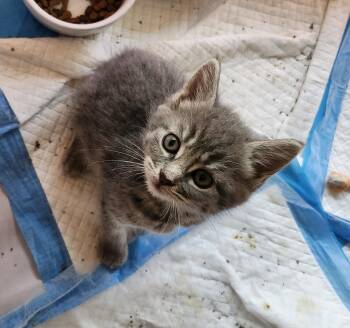 "PEBBLES" -  Manx and Tabby Cat for Adoption in North East, Maryland - "PEBBLES" | PetCurious