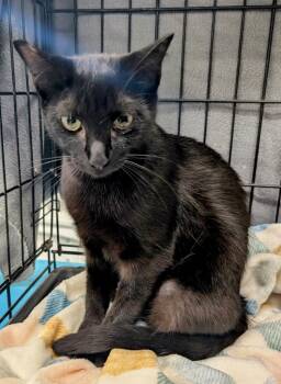 Rescue Domestic Short Hair Cats for Adoption in Evans, Georgia - Midnight | PetCurious