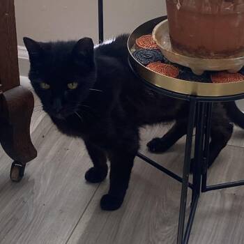 Berlioz (Bear) -  Domestic Short Hair Cat for Adoption - Berlioz (Bear) | PetCurious