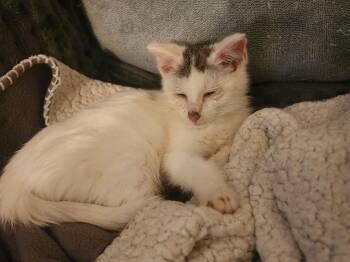 Domestic Short Hair Cats Available for Adoption - Poppy | PetCurious