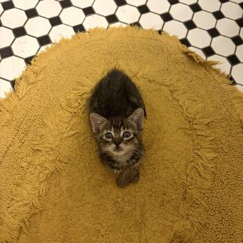 Rescue Domestic Short Hair Cats for Adoption in Fort Worth, Texas - Biscuit | PetCurious