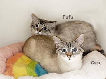 Siamese Cats Available for Adoption - Co Co AVO | PetCurious