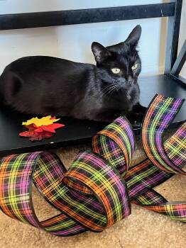 Rescue Domestic Short Hair Cats for Adoption in Lawrenceville, Georgia - Angel | PetCurious