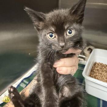 Sandy -  Domestic Short Hair Cat for Adoption in Marion, Virginia - Sandy | PetCurious