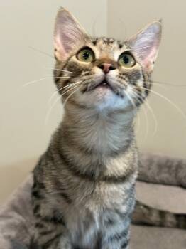 Rescue Domestic Short Hair Cats for Adoption in The Woodlands, Texas - Webster | PetCurious