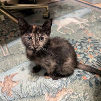 Cinnamon Roll -  Domestic Short Hair Cat for Adoption in Fort Worth, Texas - Cinnamon Roll | PetCurious