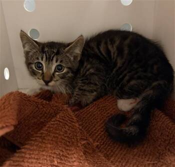 UNICO -  Domestic Short Hair Cat for Adoption in Ontario, California - UNICO | PetCurious