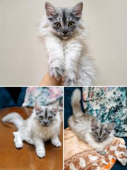 Rahya -  Maine Coon Cat for Adoption in Brampton, Ontario - Rahya | PetCurious