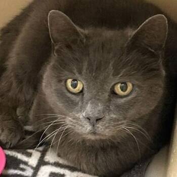 Domestic Short Hair Cats Available for Adoption - Pom Pom | PetCurious