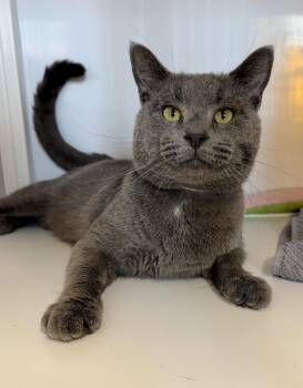 Johnny (FIV+) -  Domestic Short Hair Cat for Adoption in Alexandria, Virginia - Johnny (FIV+) | PetCurious