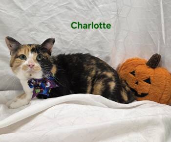 Charlotte -  Domestic Short Hair Cat for Adoption in Whitewater, Wisconsin - Charlotte | PetCurious