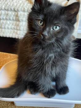 Domestic Short Hair Cats Available for Adoption in St. Cloud, Minnesota - Gypsy | PetCurious