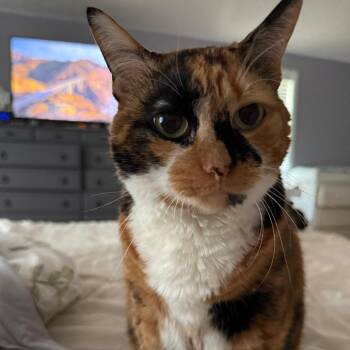 Annie -  Domestic Short Hair Cat for Adoption in Kennebunk, Maine - Annie | PetCurious