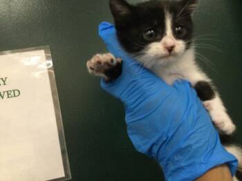 Domestic Short Hair Cats Available for Adoption in Thousand Palms, California - A1917745 | PetCurious