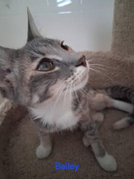 Bailey -  Domestic Short Hair Cat for Adoption in Oviedo, Florida - Bailey | PetCurious
