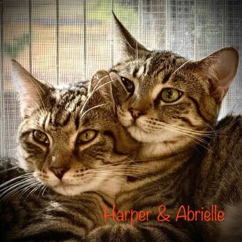 Rescue Domestic Short Hair Cats for Adoption in Tulsa, Oklahoma - Abrielle | PetCurious