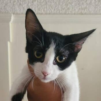 Reed -  Domestic Short Hair Cat for Adoption in Hemet, California - Reed | PetCurious