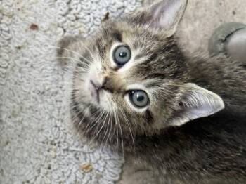 Jabba -  Domestic Short Hair Cat for Adoption in Fruit Heights, Utah - Jabba | PetCurious