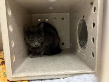 RASBORA -  Domestic Short Hair Cat for Adoption in Kent, Washington - RASBORA | PetCurious