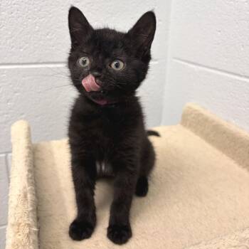 Glinda -  Domestic Short Hair Cat for Adoption in Marshall, Virginia - Glinda | PetCurious