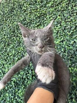 61245789 -  American Shorthair Cat for Adoption in El Paso, Texas - 61245789 | PetCurious