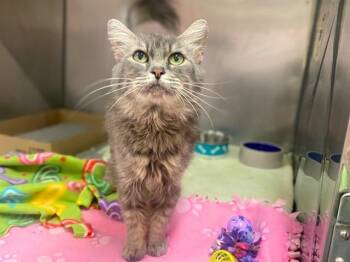 MISTY -  Domestic Medium Hair Cat for Adoption in Fort Wayne, Indiana - MISTY | PetCurious