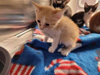 A657546 -  Domestic Short Hair Cat for Adoption in Houston, Texas - A657546 | PetCurious