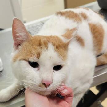 Domestic Short Hair Cats Available for Adoption in Pocatello, Idaho - Tam Amber  46080 | PetCurious