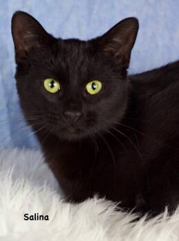 Domestic Short Hair Cats Available for Adoption - Salina | PetCurious