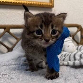 Huggy McCuddleson Cat -  Tabby and Domestic Short Hair Cat for Adoption in Friendswood, Texas - Huggy McCuddleson Cat | PetCurious