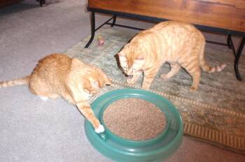 Tabby Cats Available for Adoption in Delta, Colorado - Penn & Teller | PetCurious