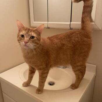 Domestic Short Hair Cats Available for Adoption in Nutley, New Jersey - Dash | PetCurious