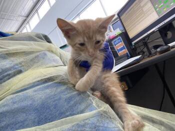 DIEGO -  Domestic Short Hair Cat for Adoption in Dallas, Texas - DIEGO | PetCurious