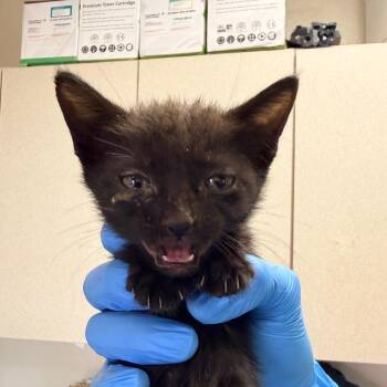 Domestic Short Hair Cats Available for Adoption in San Antonio, Texas - New Hamps | PetCurious
