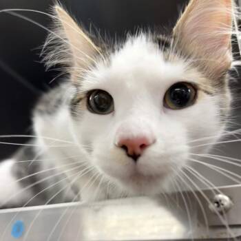 Newt -  Domestic Medium Hair Cat for Adoption in Beaumont, Texas - Newt | PetCurious